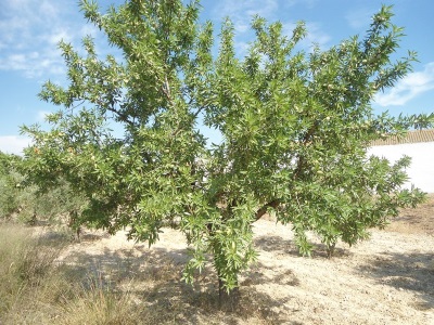  Almond tree