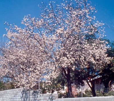  Kalifornijas mandeļu koks