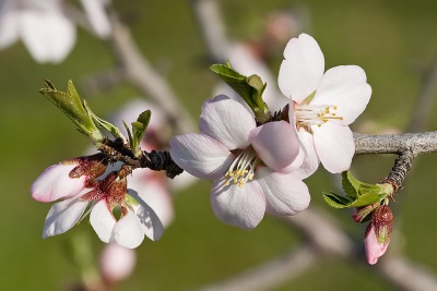  Almond Blossom