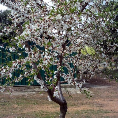  Almond tree iba't ibang mga karaniwang pili