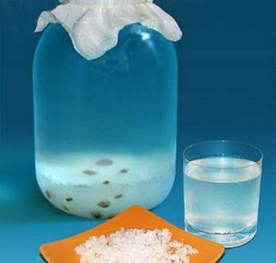  Jūras rīsu kopšanas process