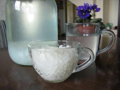  Lékařské využití mořské rýže