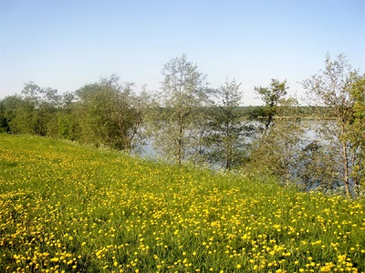  Mga dandelion field