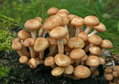 Ang tamang pagpili ng mga mushroom muli.