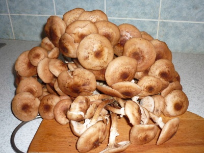  Ang mushroom ay may maraming mga kapaki-pakinabang na katangian para sa katawan.