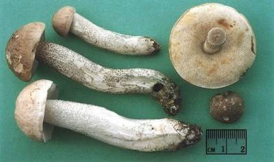  Mga katangian ng mga mushroom ng boletus mushroom