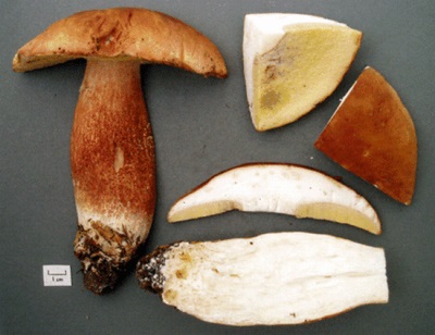  Ang mga mushroom ng Aspen ay mahalaga para sa kanilang kemikal na komposisyon.