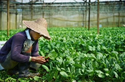 Špenátové plantáže v Číně