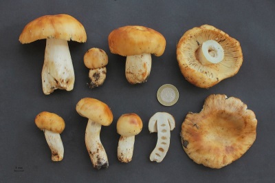  Mga katangian ng mushroom Valui