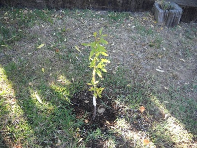 Augošs mandeļu koks