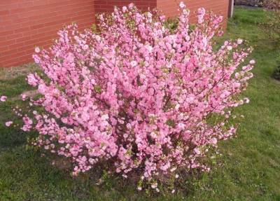  Almond tree bilang isang ornamental plant