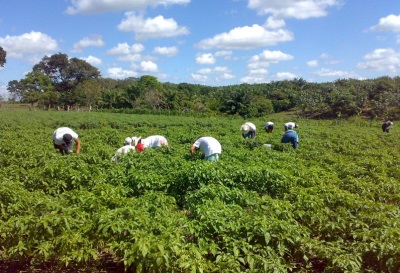  Meksikā jalapeno tiek audzēta gandrīz visur.