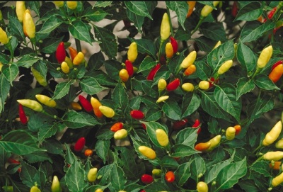  Tabasco pepper plant