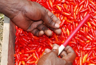  Koleksyon ng Tabasco peppers bago ang produksyon ng sarsa