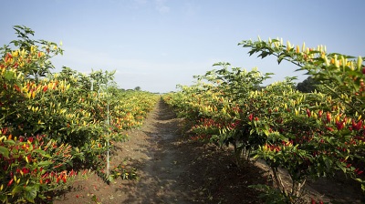  Tabasco roste nejen v Mexiku, ale i v některých částech Ameriky