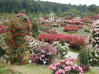  Rose garden