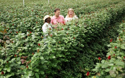  Rožu stādījumi Kenijā