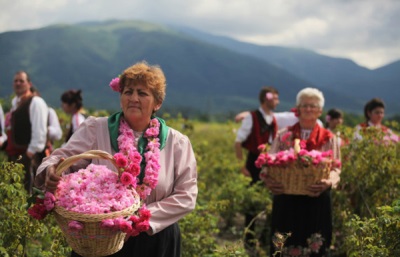  Rózsaszirom gyűjtése Bulgáriában