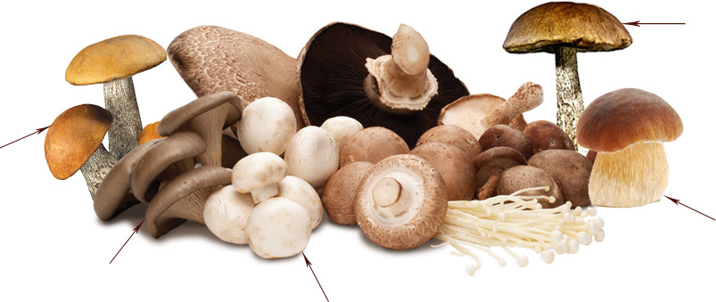  Mga mushroom